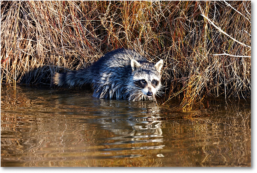 Raccoon_ChincoNWR-ea_2010Nov_S3A2783 copy