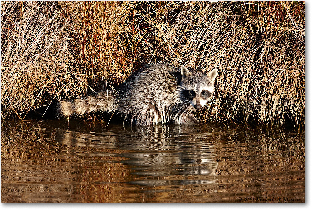 Raccoon_ChincoNWR-ea_2010Nov_S3A2791 copy