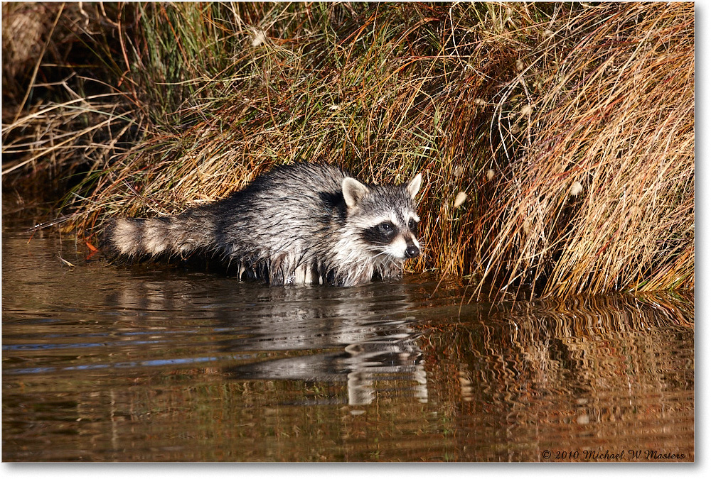 Raccoon_ChincoNWR-ea_2010Nov_S3A2826 copy