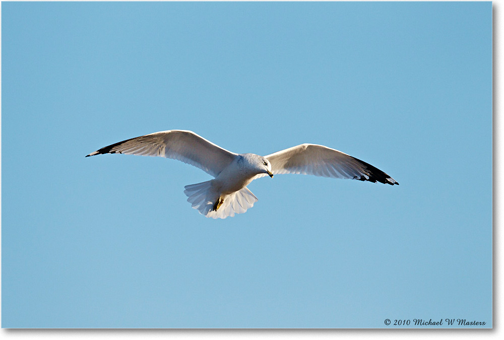 RingbillGull_Assateague_2010Nov_D4A1289 copy