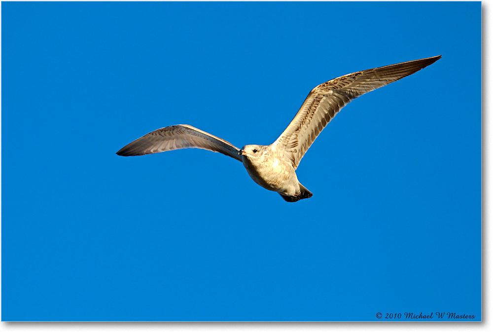 RingbillGull_Assateague_2010Nov_D4A1316 copy