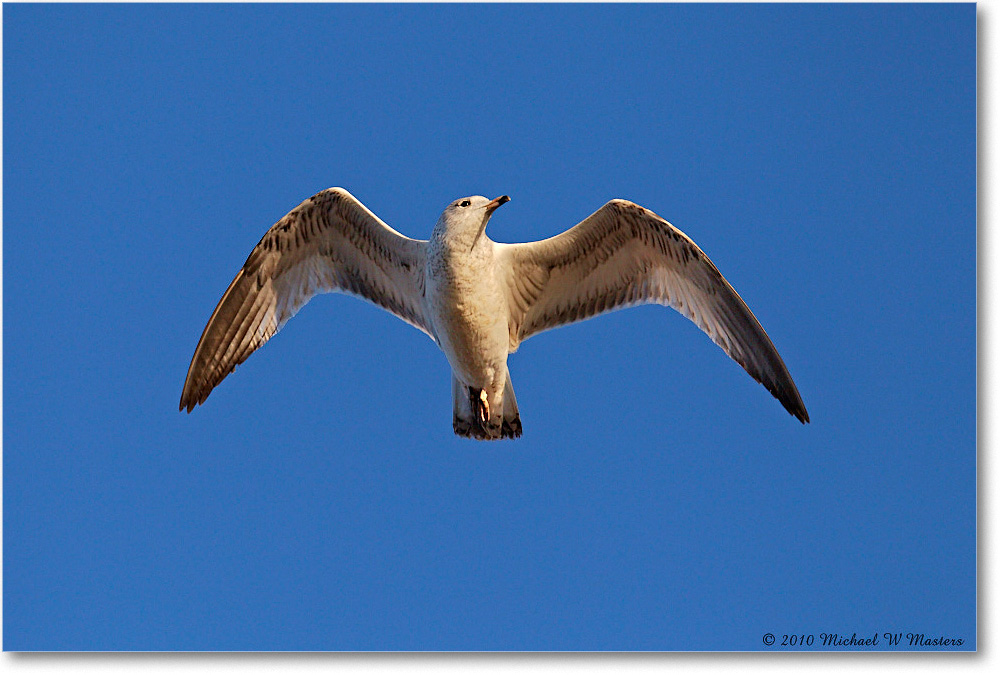 RingbillGull_Assateague_2010Nov_D4A1332 copy
