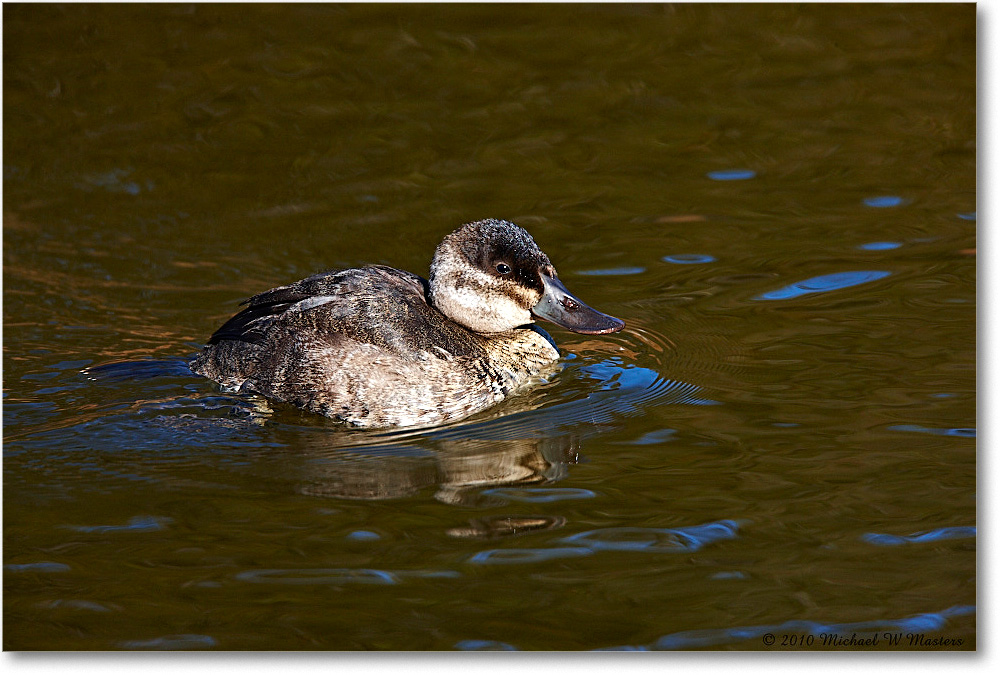 RuddyDuck_ChincoNWR-ea_2010Nov_S3A3365 copy