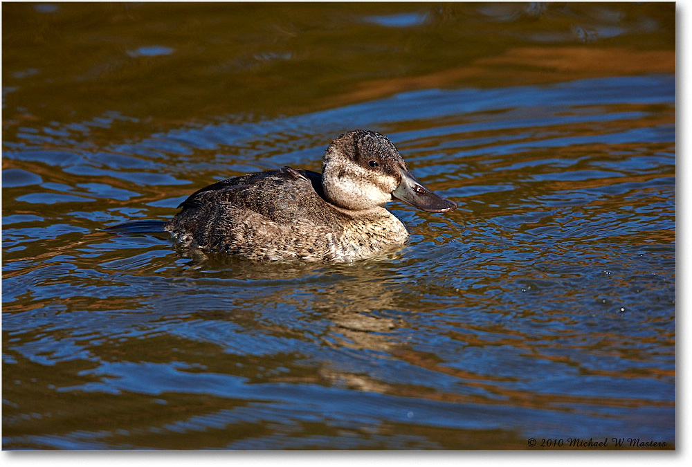 RuddyDuck_ChincoNWR-ea_2010Nov_S3A3371 copy