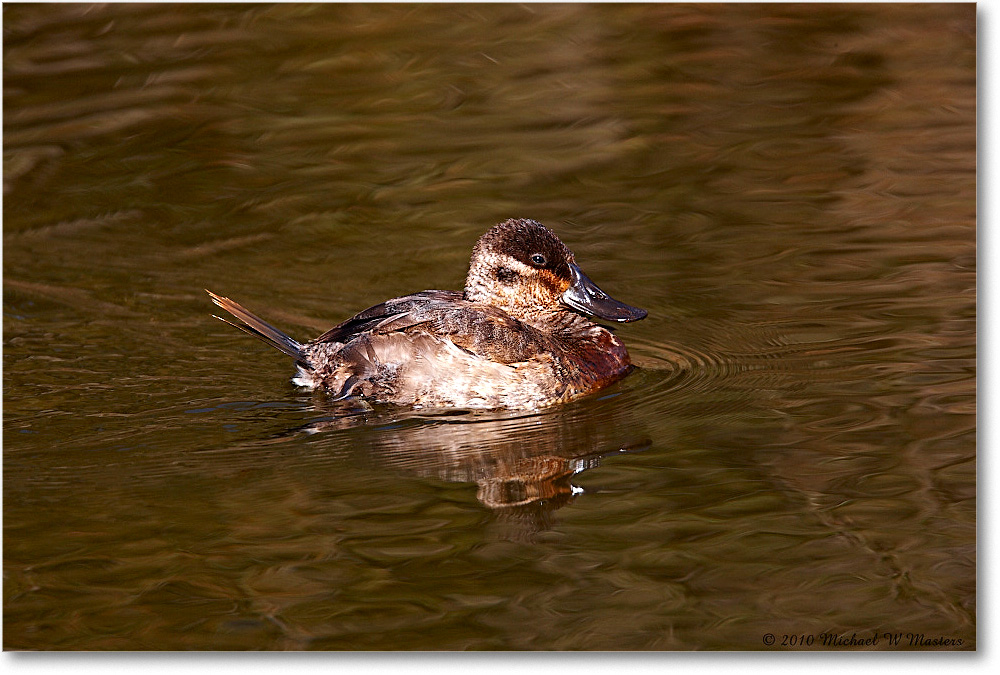 RuddyDuck_ChincoNWR-ea_2010Nov_S3A3374 copy