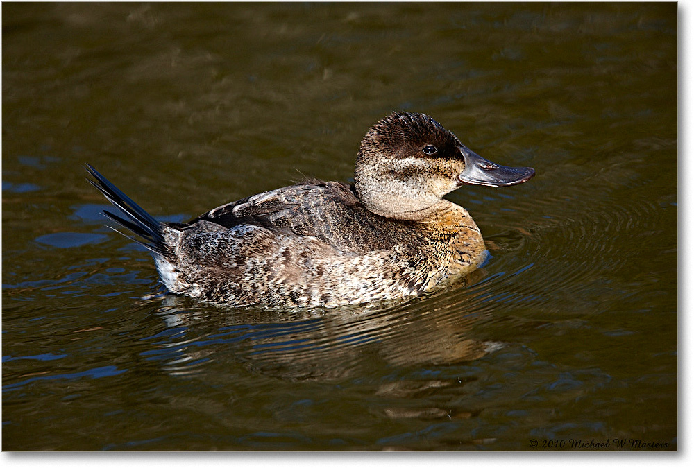 RuddyDuck_ChincoNWR-ea_2010Nov_S3A3392 copy