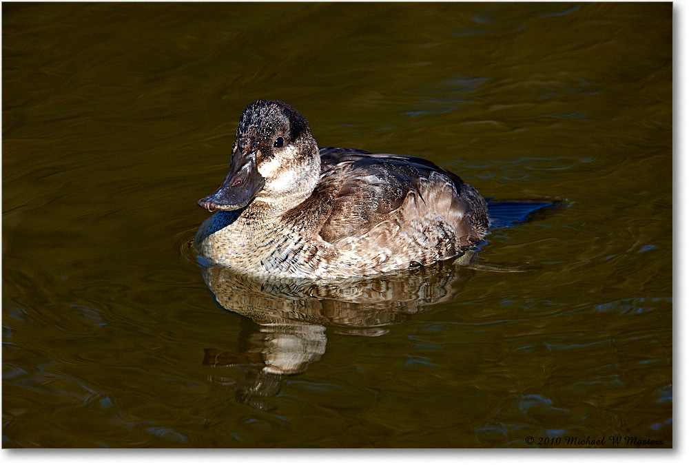 RuddyDuck_ChincoNWR-ea_2010Nov_S3A3410 copy
