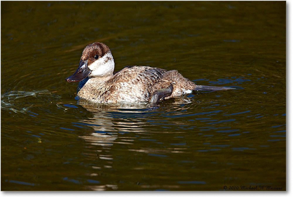 RuddyDuck_ChincoNWR-ea_2010Nov_S3A3419 copy