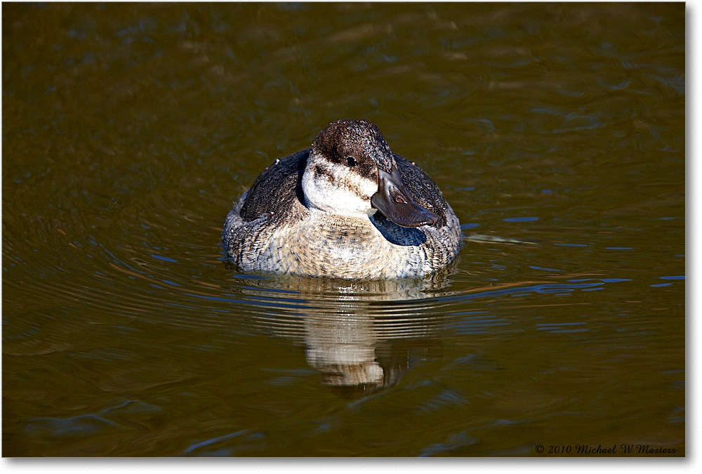 RuddyDuck_ChincoNWR-ea_2010Nov_S3A3425 copy