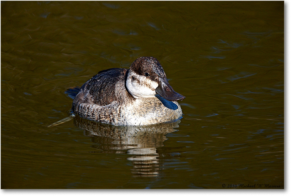 RuddyDuck_ChincoNWR-ea_2010Nov_S3A3429 copy