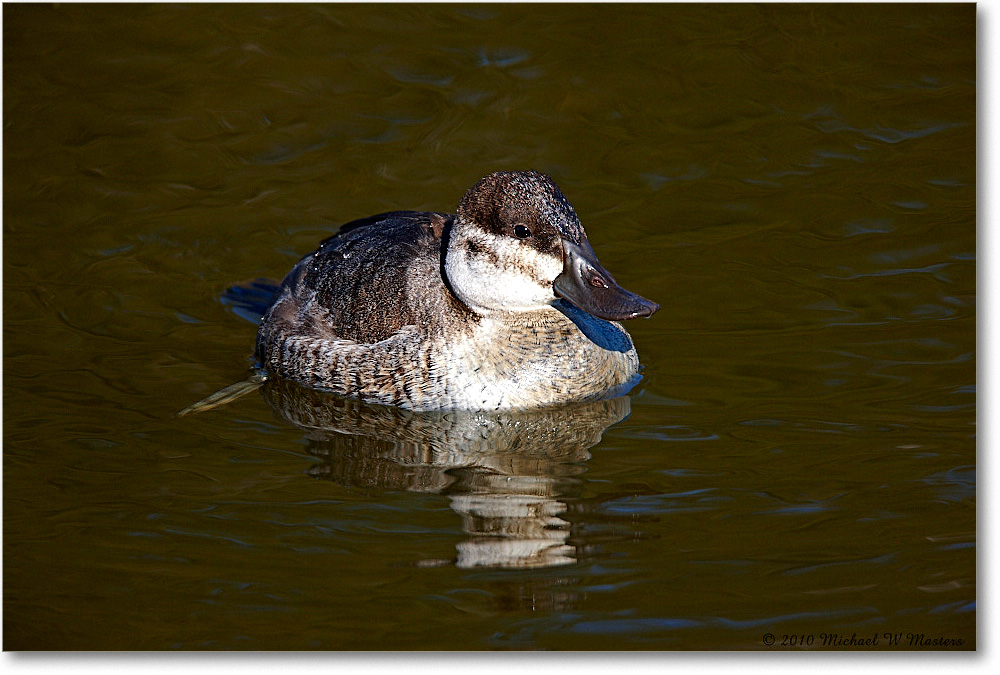 RuddyDuck_ChincoNWR-ea_2010Nov_S3A3432 copy
