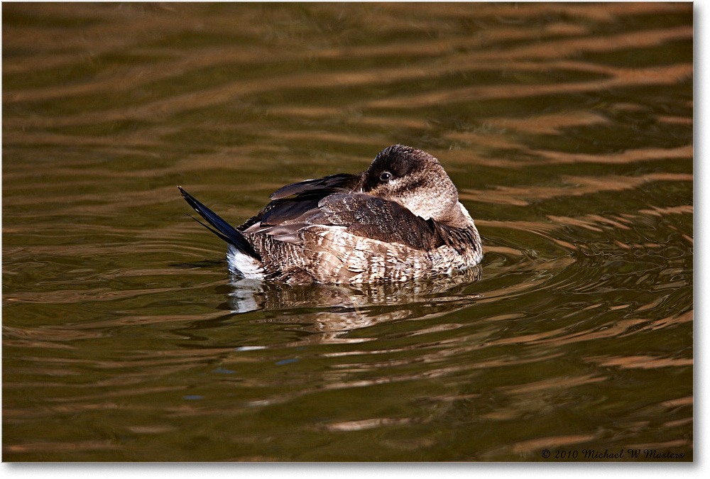 RuddyDuck_ChincoNWR-ea_2010Nov_S3A3458 copy