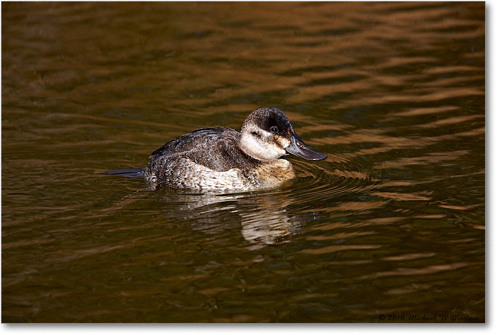 RuddyDuck_ChincoNWR-ea_2010Nov_S3A3611 copy