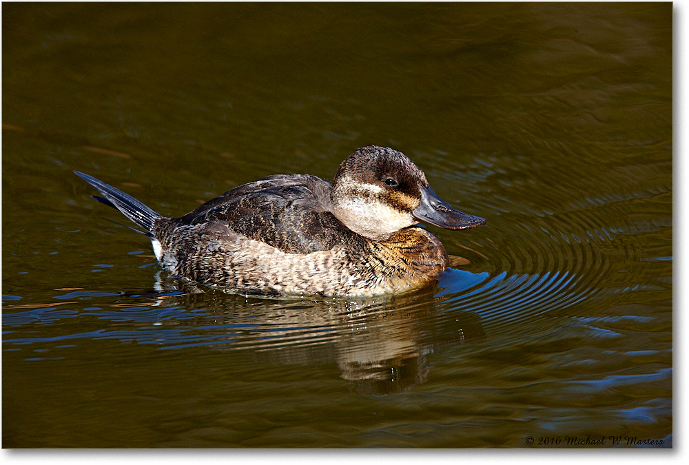 RuddyDuck_ChincoNWR-ea_2010Nov_S3A3653 copy