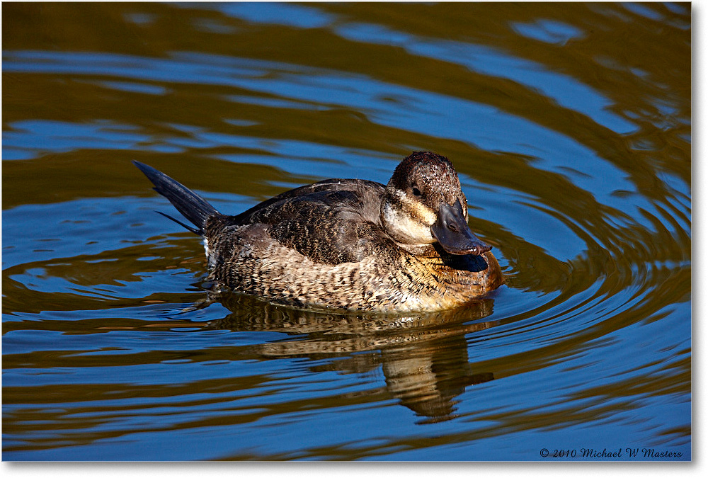 RuddyDuck_ChincoNWR-ea_2010Nov_S3A3656 copy