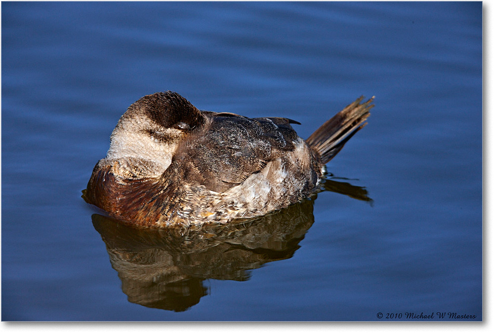 RuddyDuck_ChincoNWR-ea_2010Nov_S3A3676 copy
