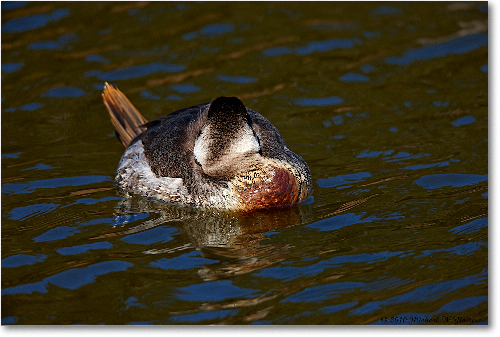 RuddyDuck_ChincoNWR-ea_2010Nov_S3A3702 copy