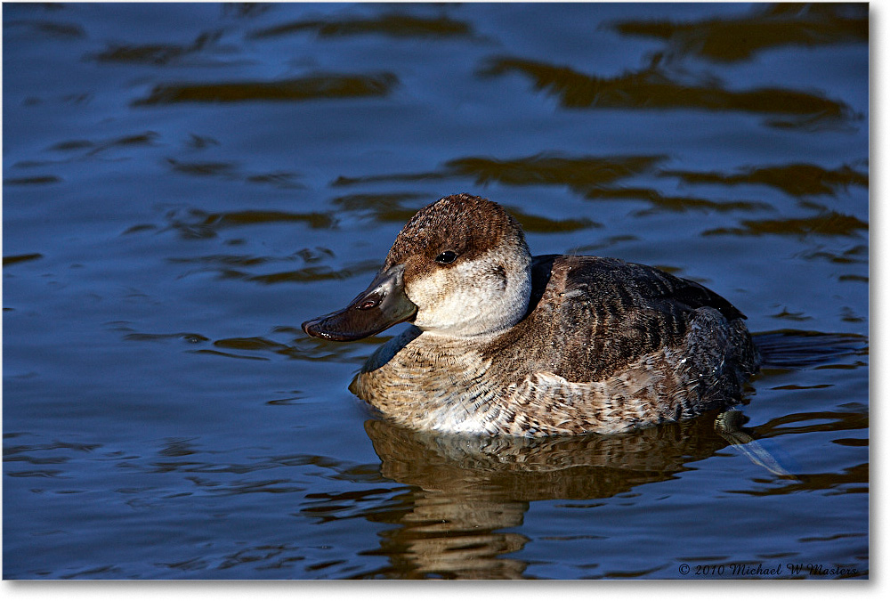 RuddyDuck_ChincoNWR-ea_2010Nov_S3A3715 copy