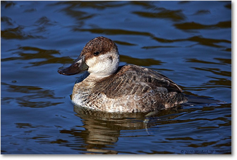 RuddyDuck_ChincoNWR-ea_2010Nov_S3A3717 copy