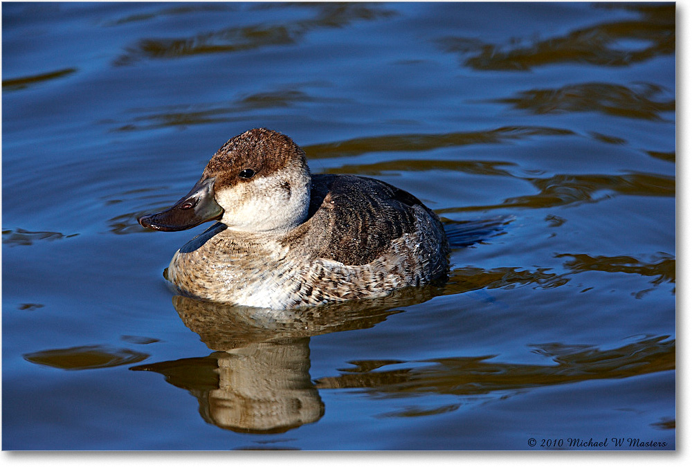 RuddyDuck_ChincoNWR-ea_2010Nov_S3A3722 copy