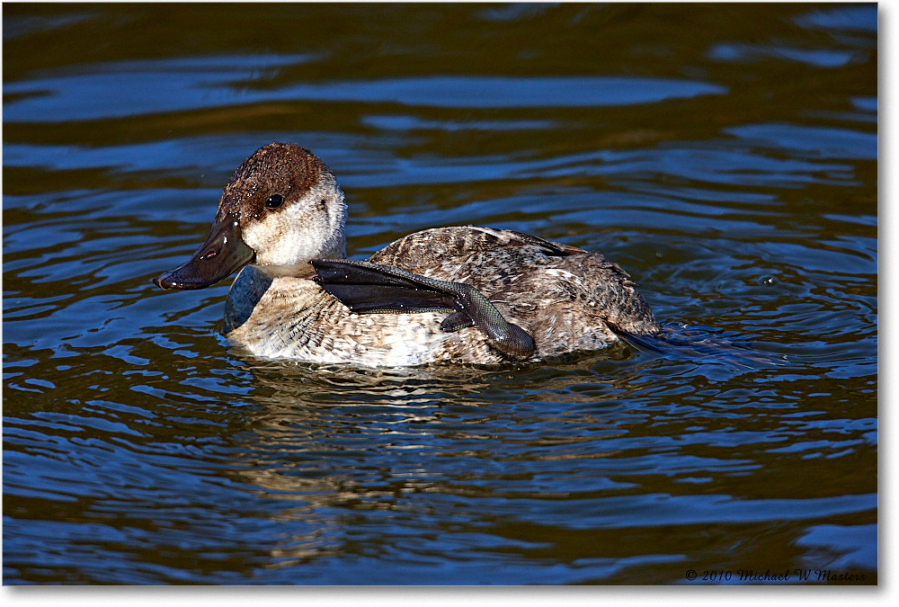 RuddyDuck_ChincoNWR-ea_2010Nov_S3A3728 copy