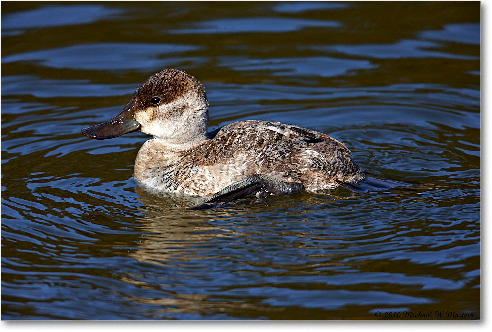 RuddyDuck_ChincoNWR-ea_2010Nov_S3A3729 copy