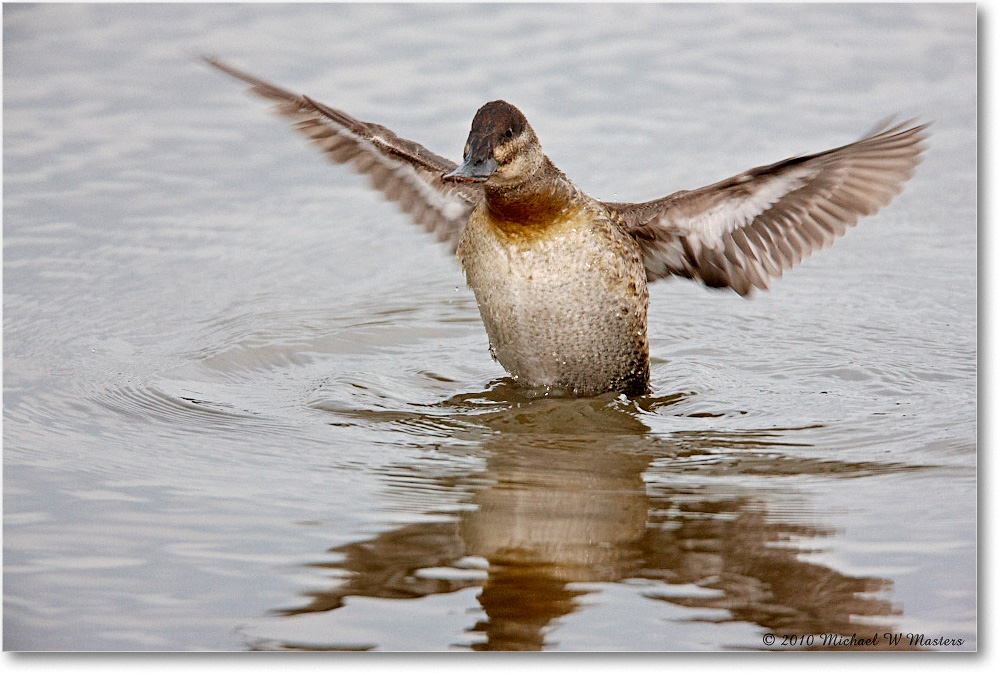 RuddyDuck_ChincoNWR-wll_2010Nov_S3A2502 copy