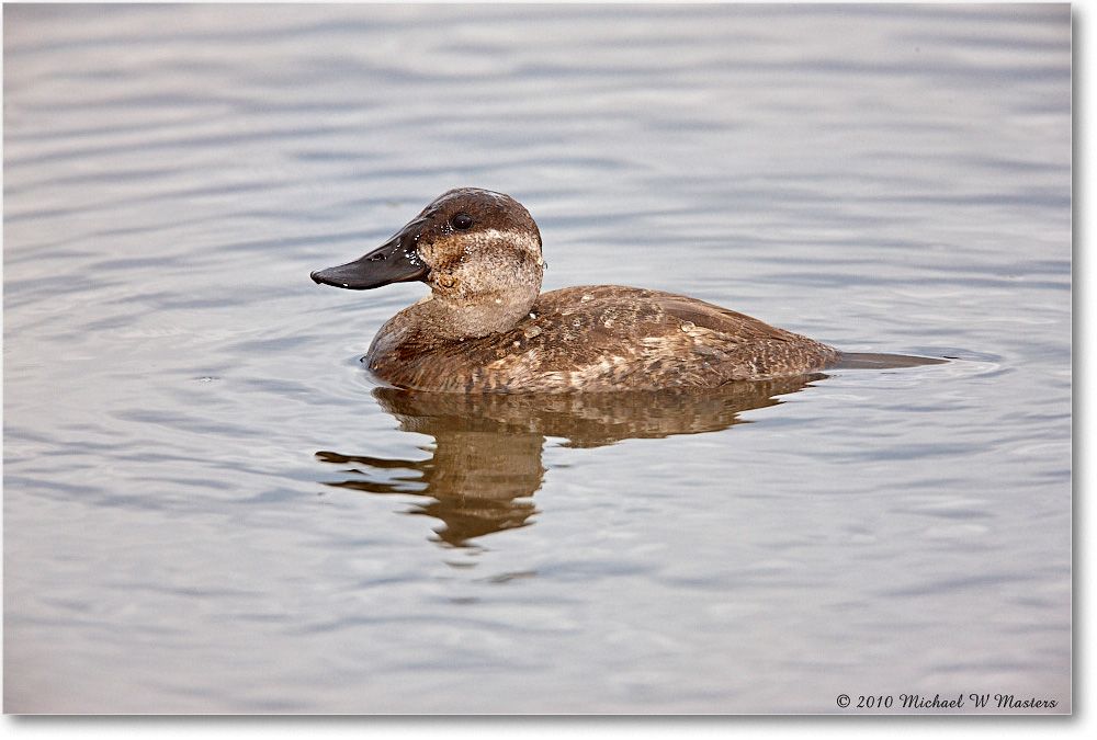 RuddyDuck_ChincoNWR-wll_2010Nov_S3A2555 copy
