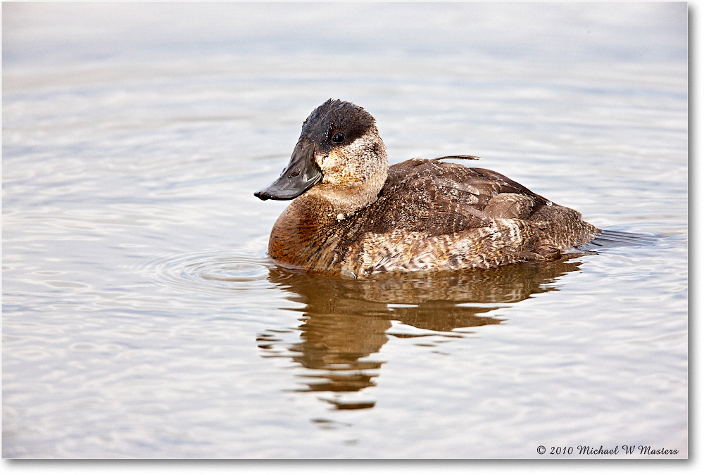 RuddyDuck_ChincoNWR-wll_2010Nov_S3A2591 copy
