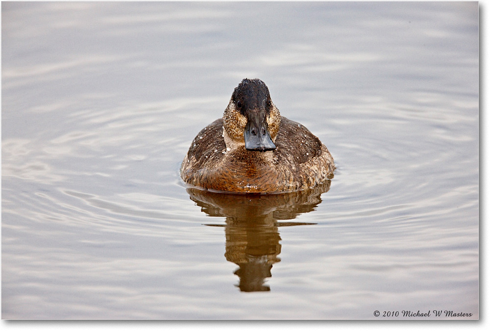 RuddyDuck_ChincoNWR-wll_2010Nov_S3A2592 copy