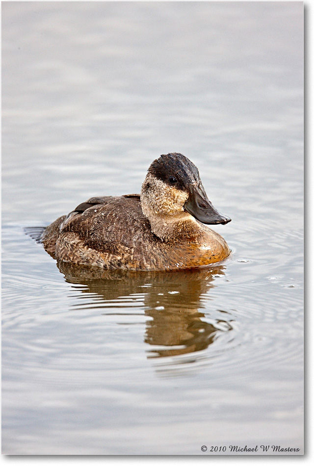RuddyDuck_ChincoNWR-wll_2010Nov_S3A2597 copy