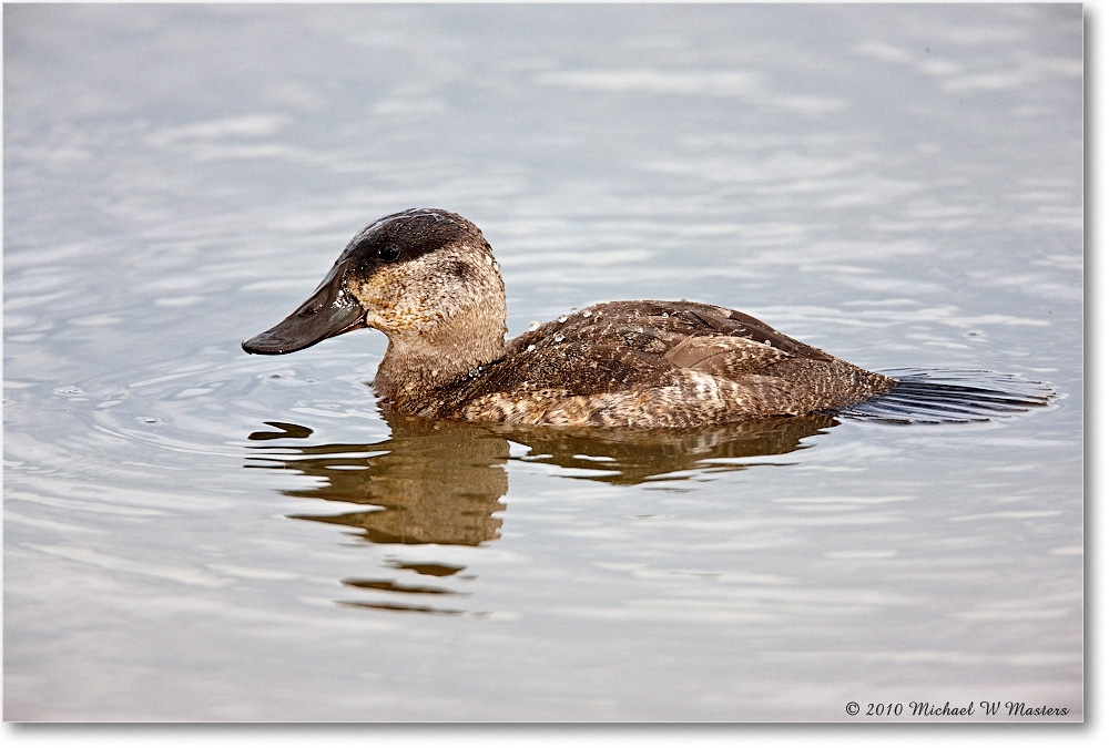 RuddyDuck_ChincoNWR-wll_2010Nov_S3A2603 copy