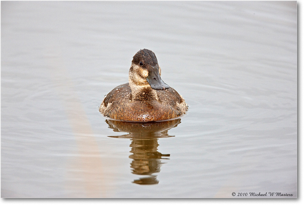 RuddyDuck_ChincoNWR-wll_2010Nov_S3A2647 copy