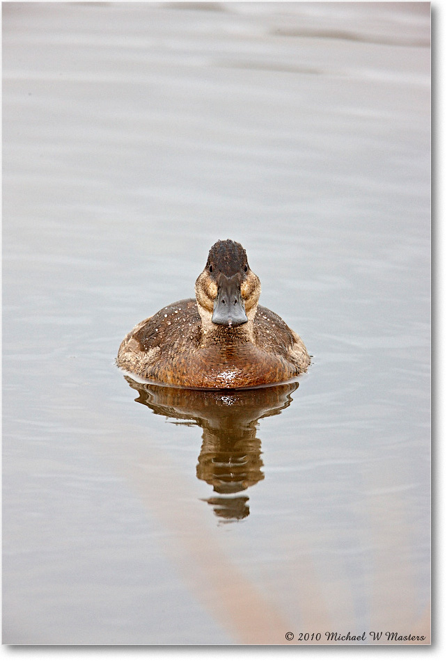 RuddyDuck_ChincoNWR-wll_2010Nov_S3A2650 copy