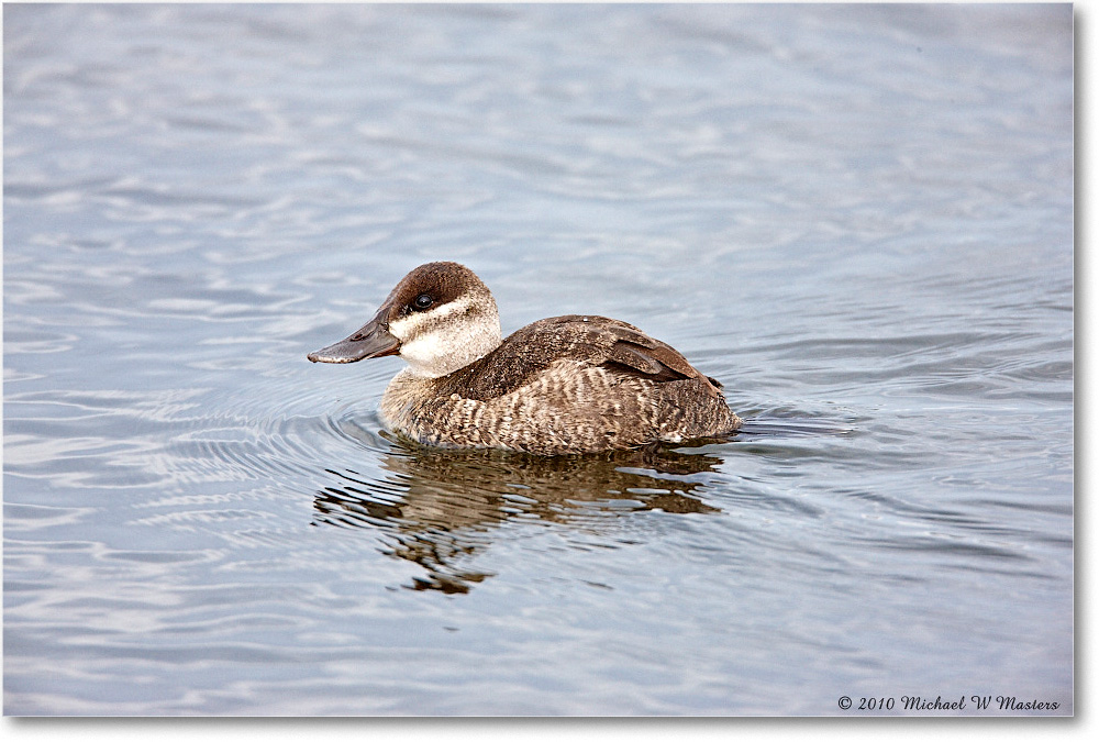 RuddyDuck_ChincoNWR-wll_2010Nov_S3A2678 copy