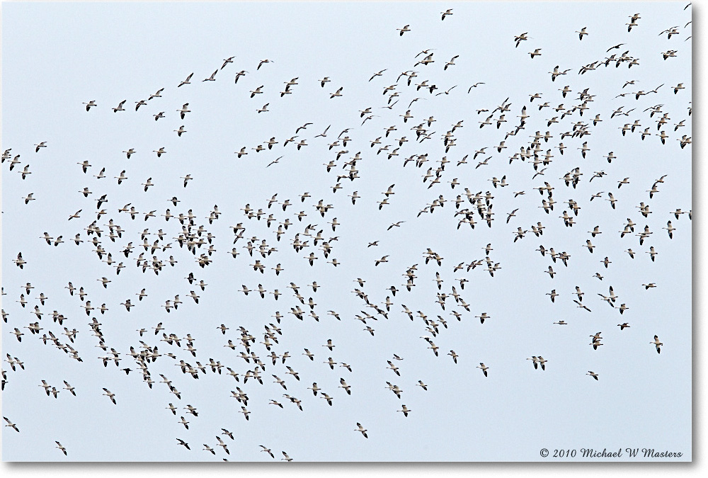 SnowGeese_ChincoNWR-sc_2010Nov_D4A0992 copy