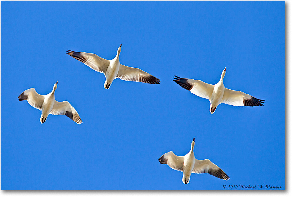SnowGeese_ChincoNWR-sc_2010Nov_D4A1062(wingclip)