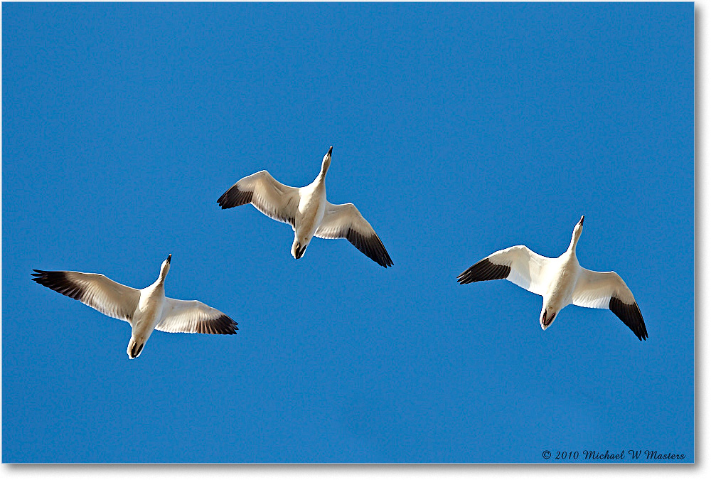 SnowGeese_ChincoNWR-sc_2010Nov_D4A1063 copy