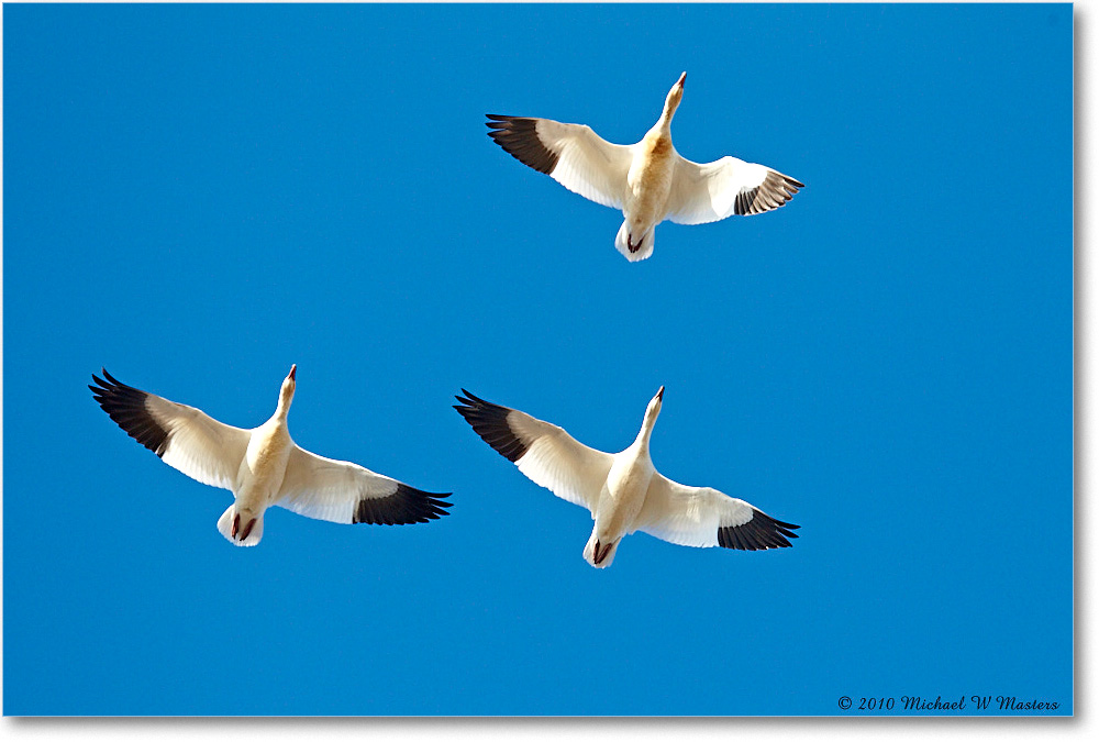 SnowGeese_ChincoNWR-sc_2010Nov_D4A1066 copy
