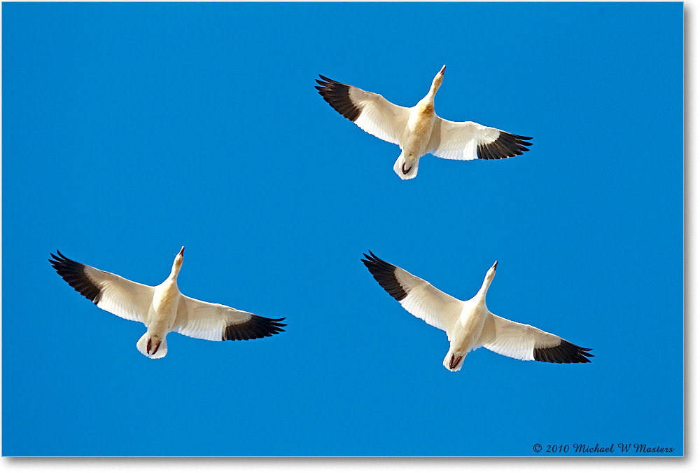 SnowGeese_ChincoNWR-sc_2010Nov_D4A1068 copy