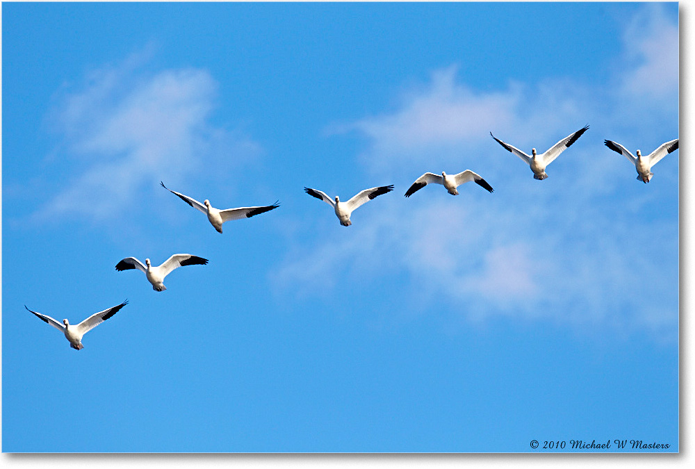 SnowGeese_ChincoNWR-sc_2010Nov_D4A1214 copy