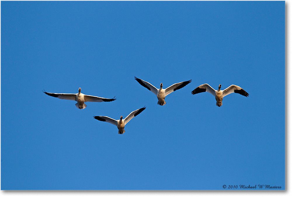 SnowGeese_ChincoNWR-sc_2010Nov_D4A1361 copy
