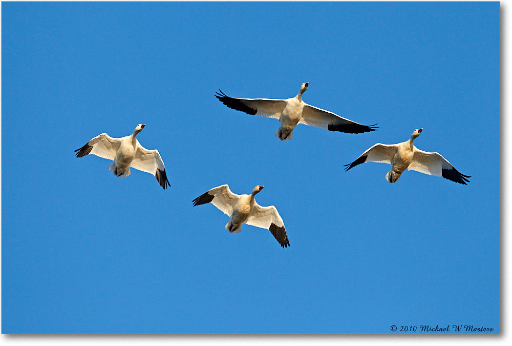 SnowGeese_ChincoNWR-sc_2010Nov_D4A1366 copy