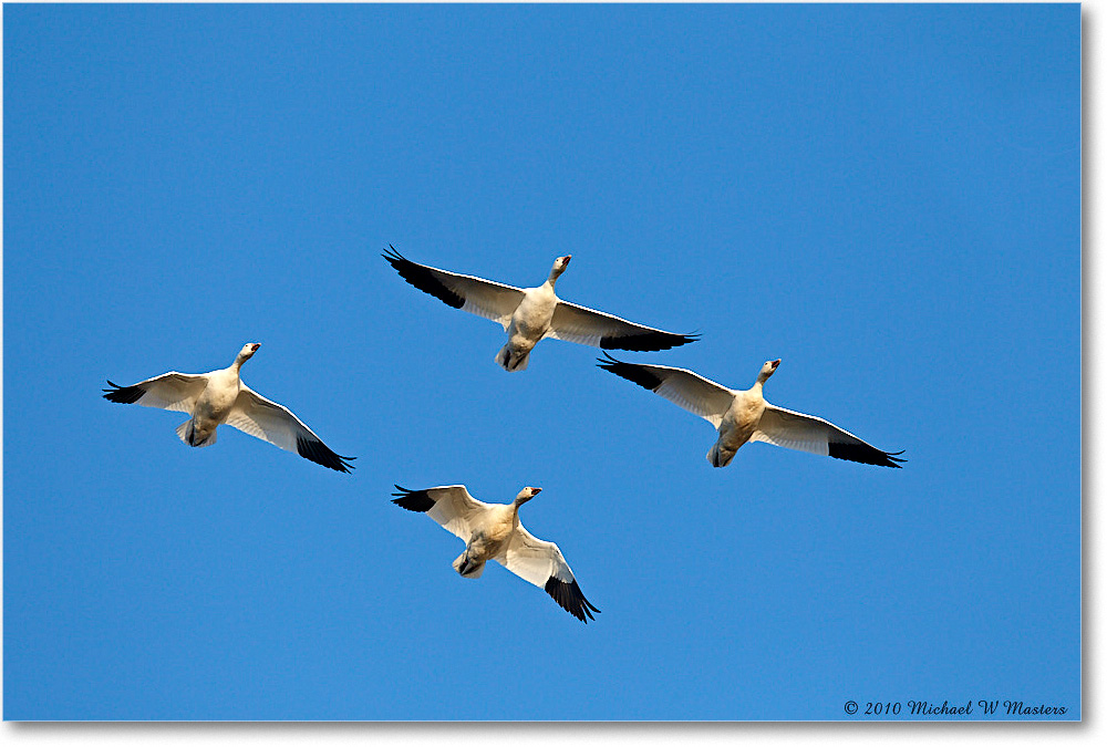 SnowGeese_ChincoNWR-sc_2010Nov_D4A1368 copy