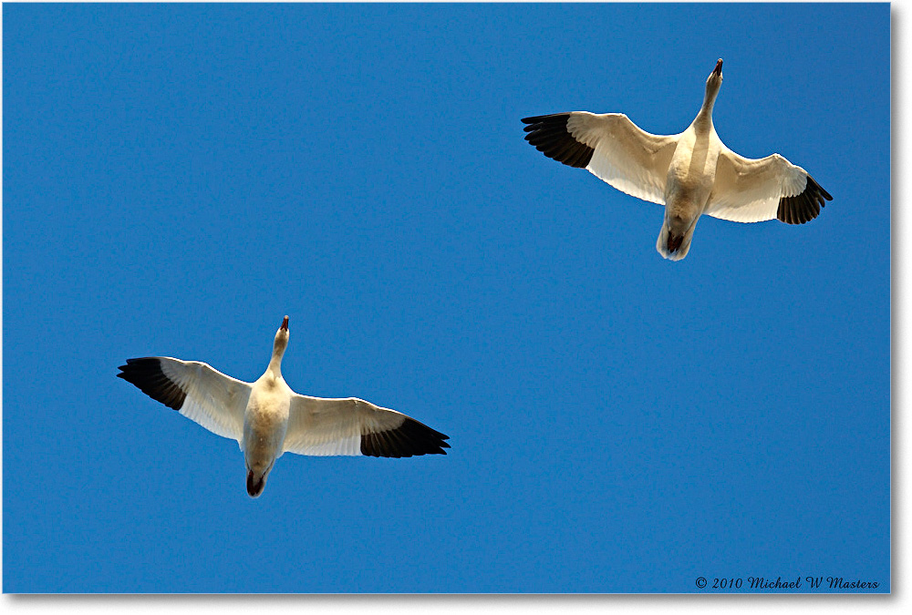 SnowGeese_ChincoNWR-sc_2010Nov_D4A1422 copy