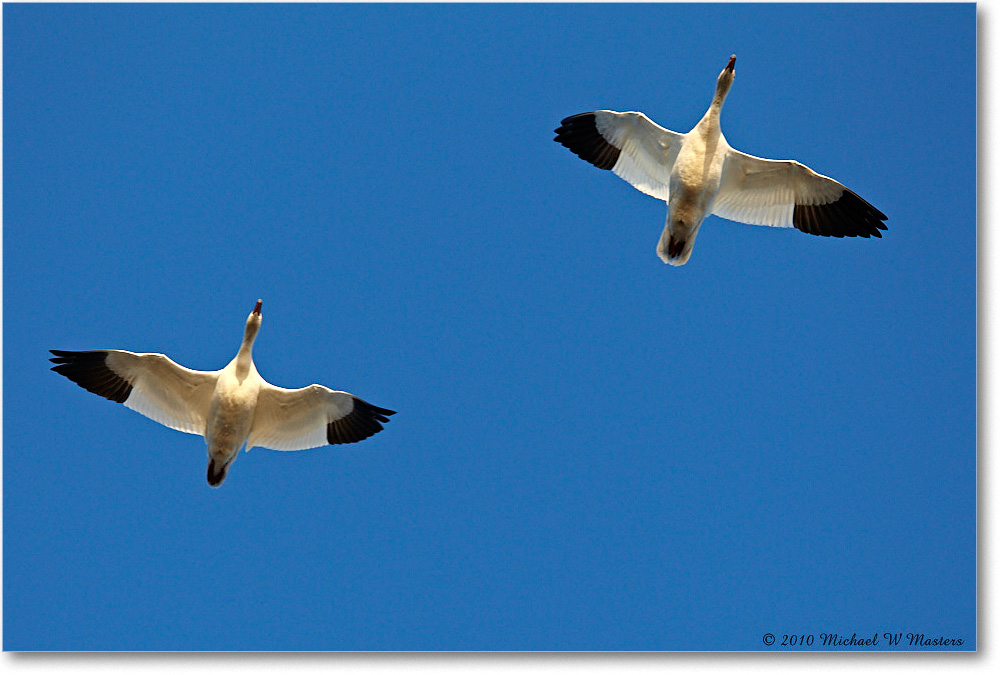 SnowGeese_ChincoNWR-sc_2010Nov_D4A1423 copy
