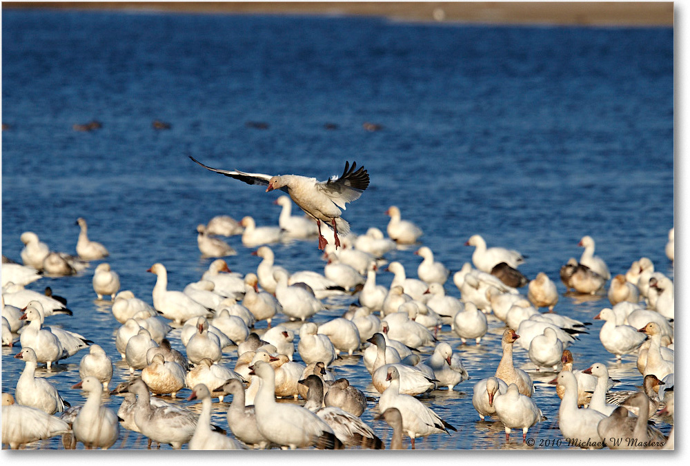 SnowGeese_ChincoNWR-sc_2010Nov_D4A1429 copy