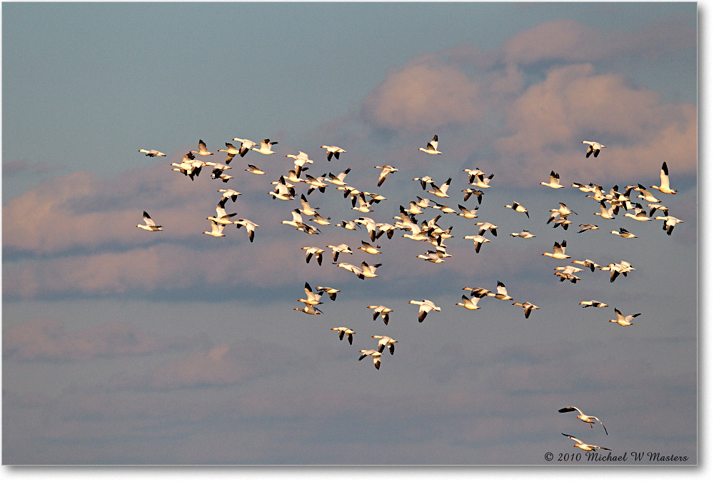 SnowGeese_ChincoNWR-sc_2010Nov_D4A1462 copy