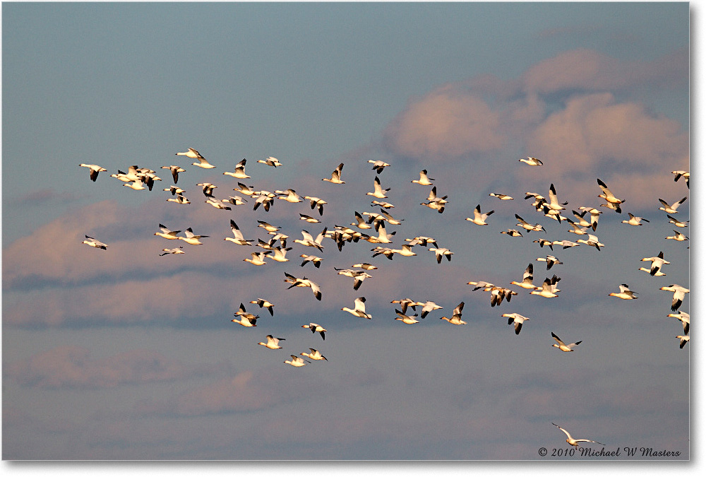 SnowGeese_ChincoNWR-sc_2010Nov_D4A1465 copy