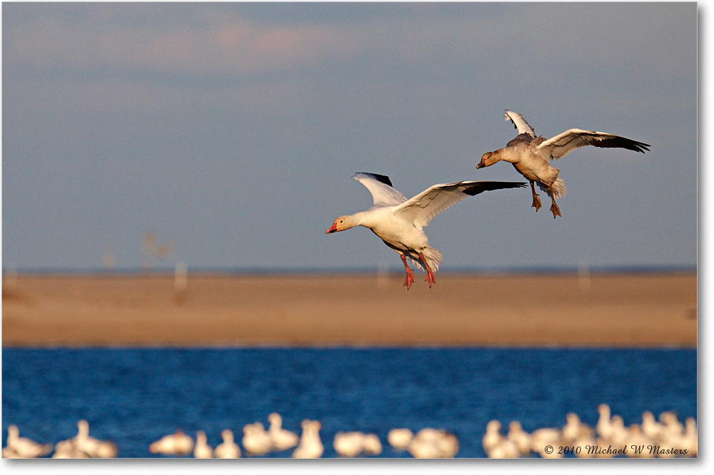 SnowGeese_ChincoNWR-sc_2010Nov_D4A1470 copy